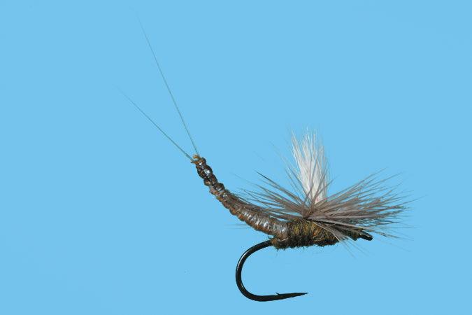 Solitude Parachute Ext Body BWO (Pd070ex) 6-Pack