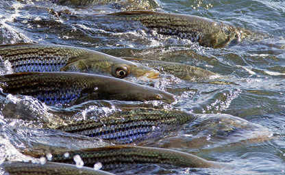 Striped Bass Blitz
