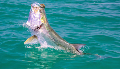 Tarpon Taper Clear