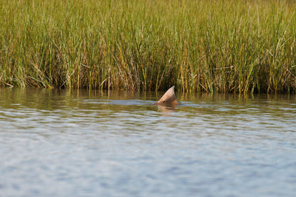 Tropic Redfish